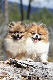 SPITZ ALLEMAND 321